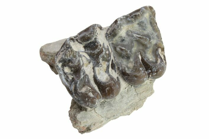Fossil Horse (Mesohippus) Jaw Section - South Dakota #223396